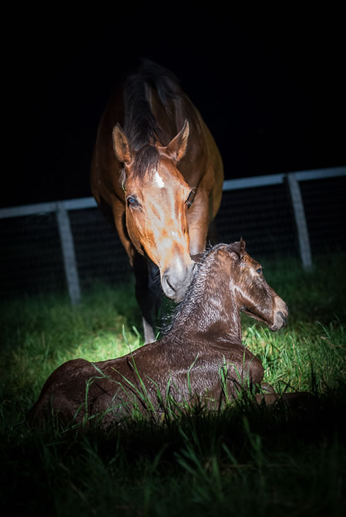 sirowenfoal2015_500